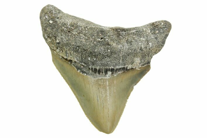 Serrated, Posterior Megalodon Tooth - North Carolina #368059